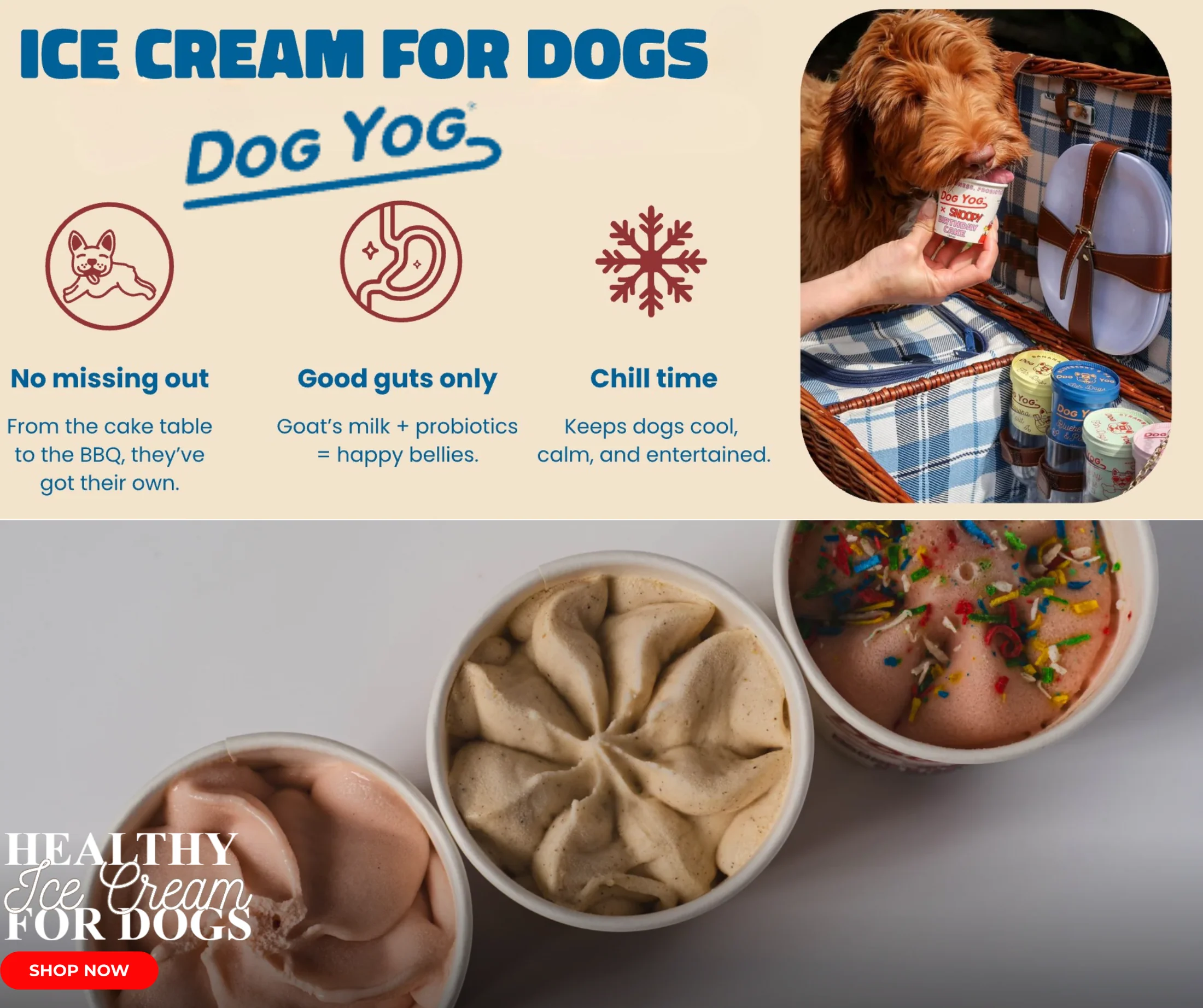 Your Pet's Favorite Paradise